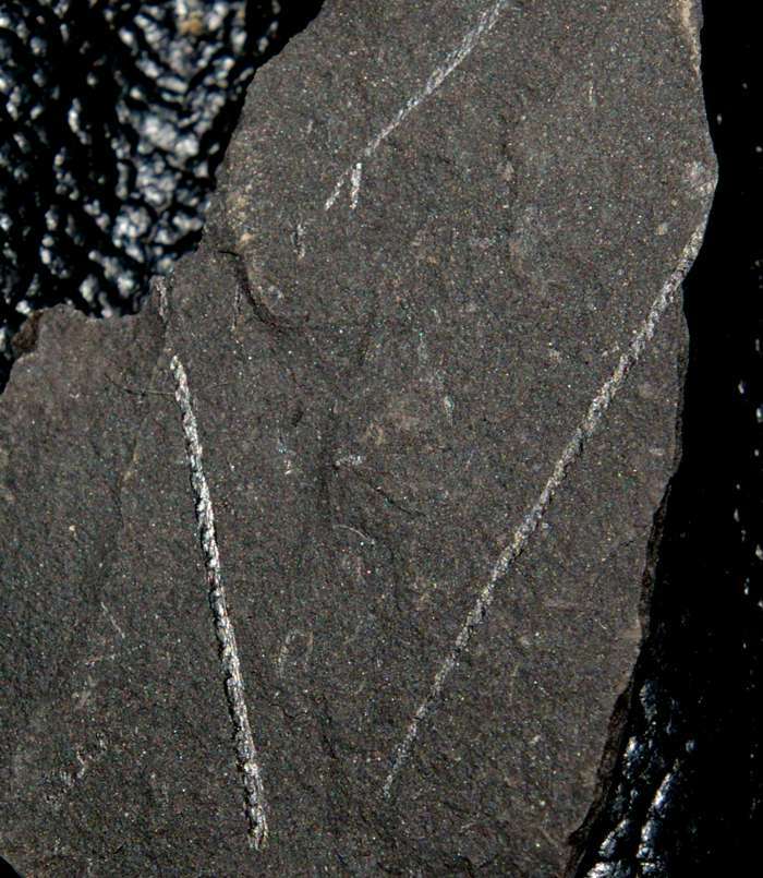  fossils groptolites  