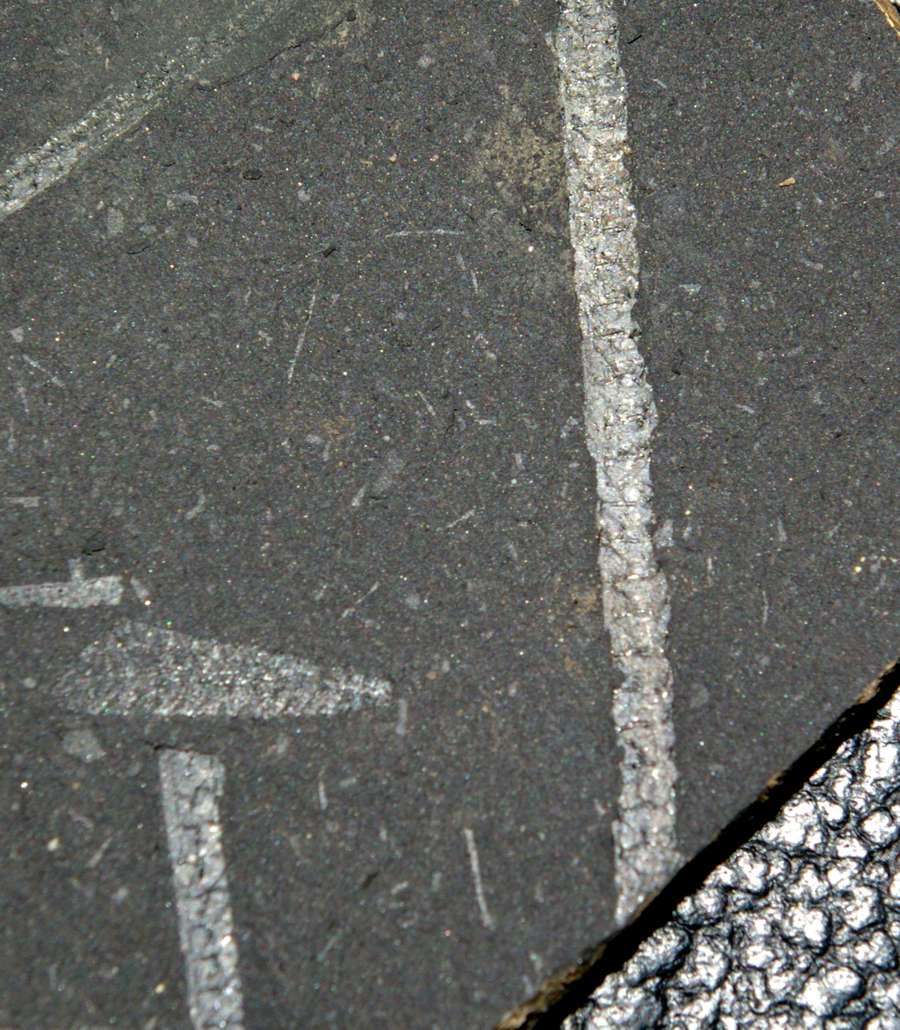  fossils groptolites  