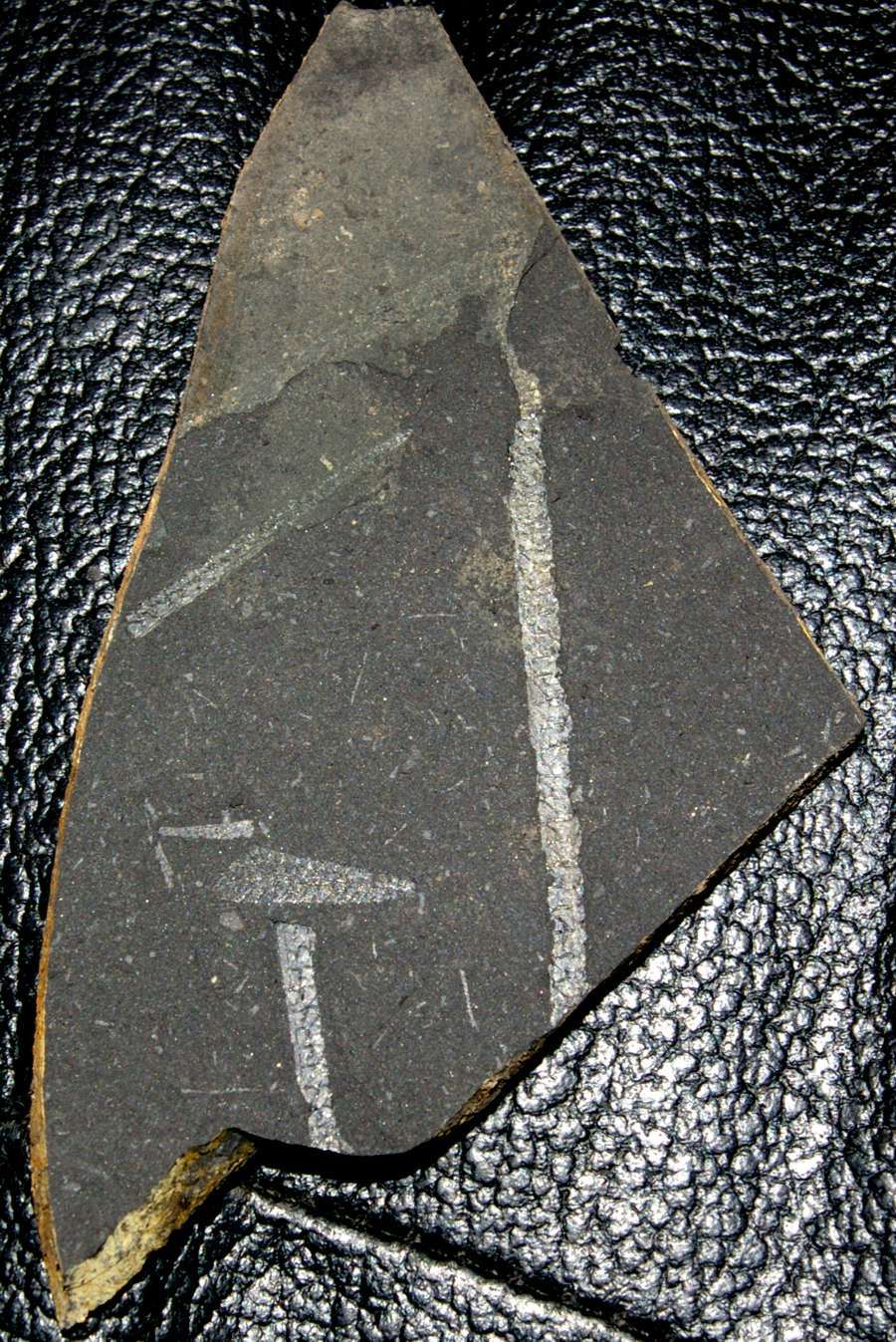  fossil groptolite  