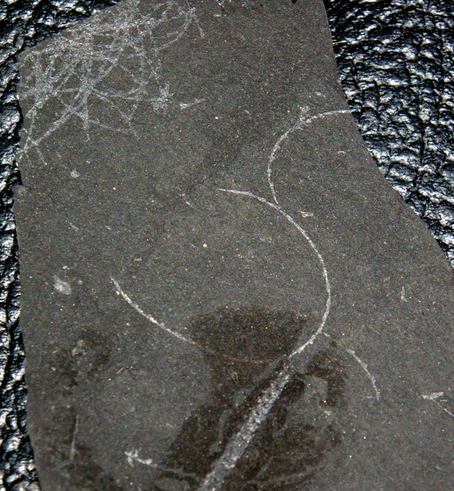  fossils groptolites  