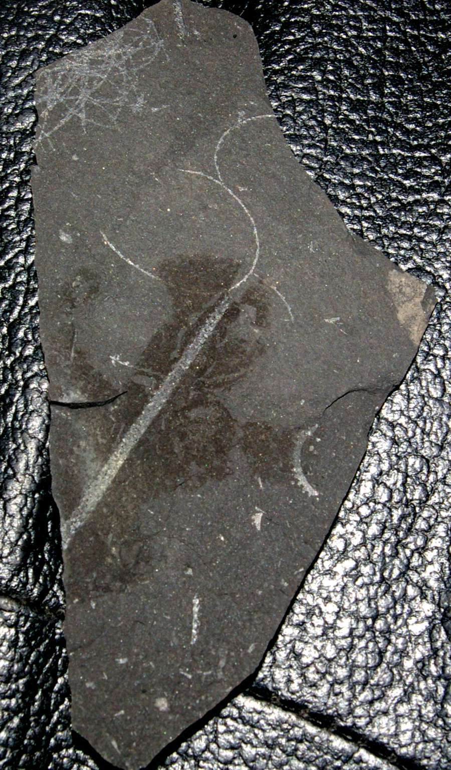  fossil groptolite  