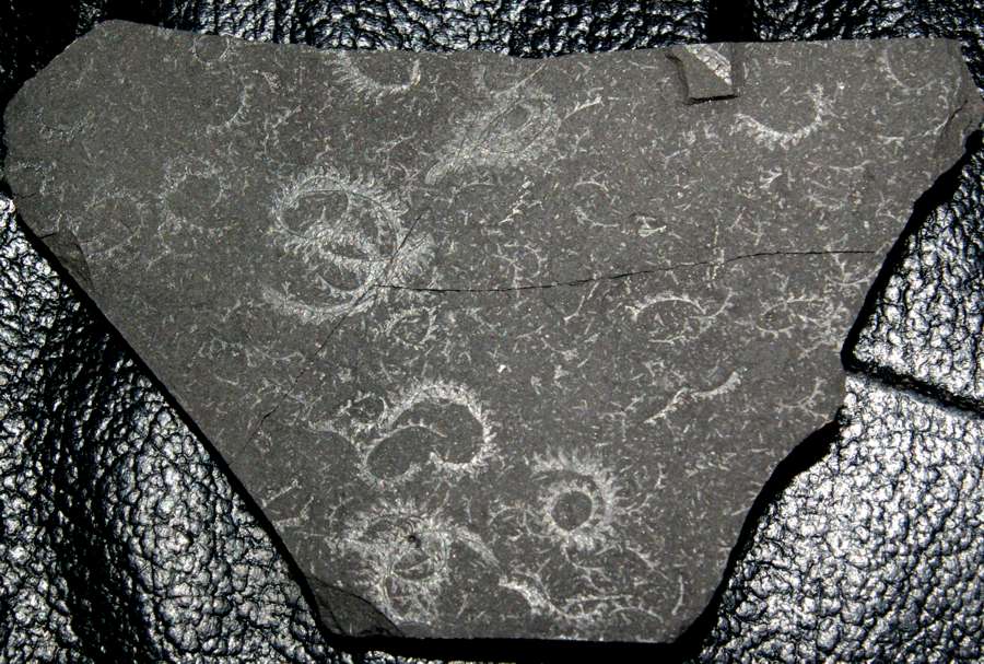  fossils groptolites  