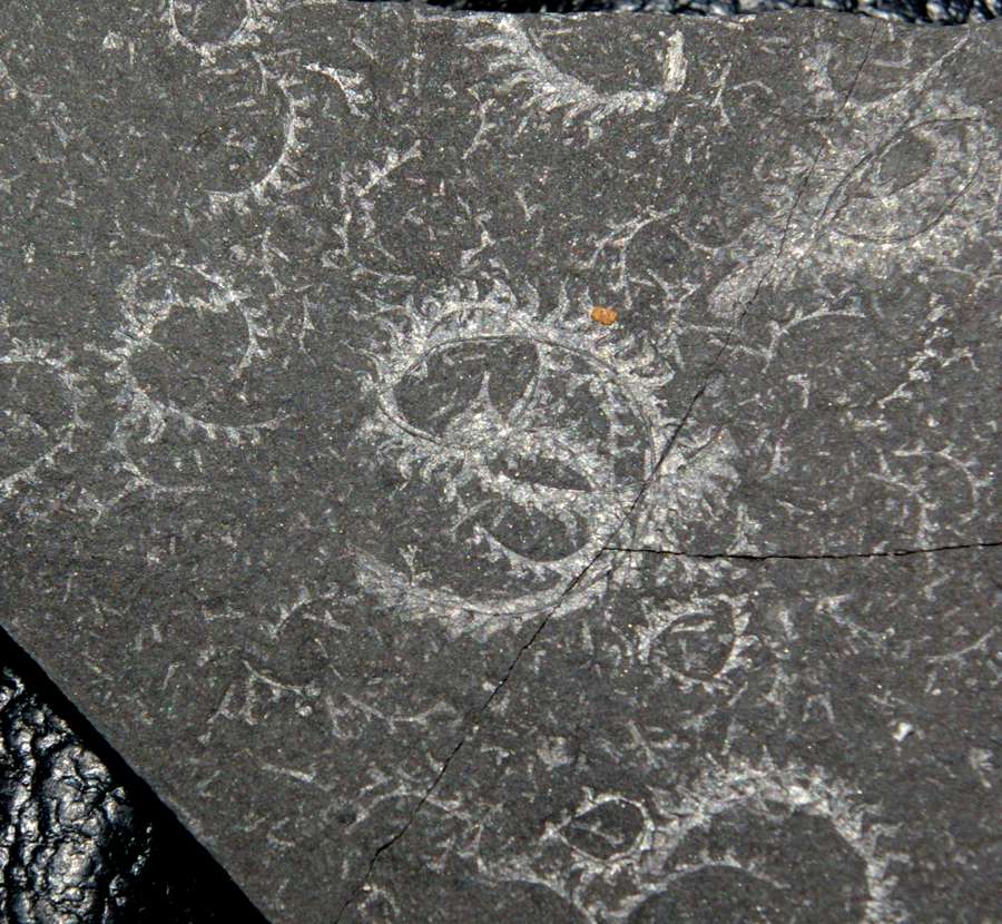  fossils groptolites  