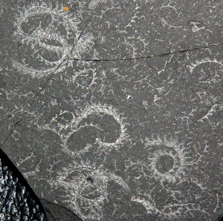  fossils groptolites  