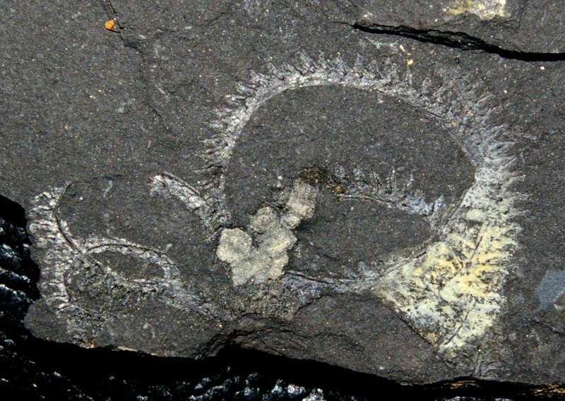  fossil groptolite  