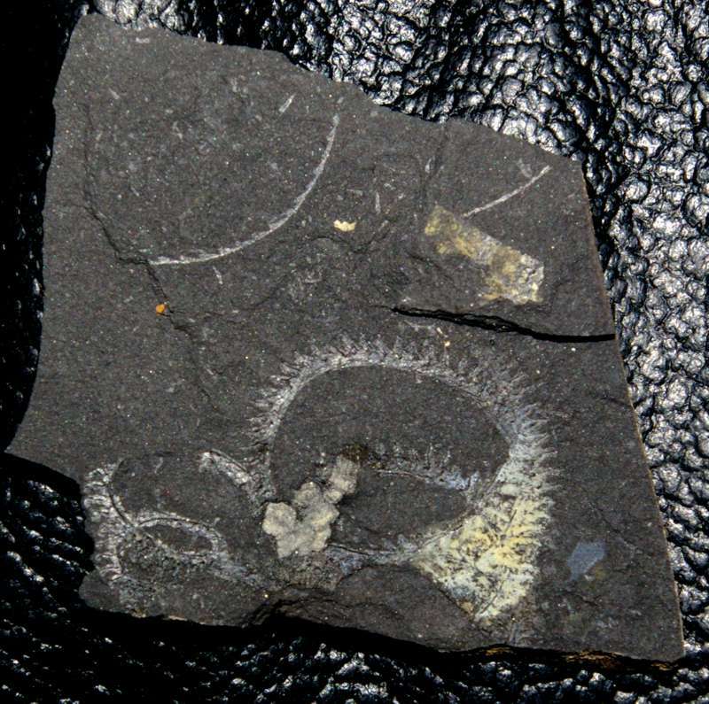  fossil groptolite  