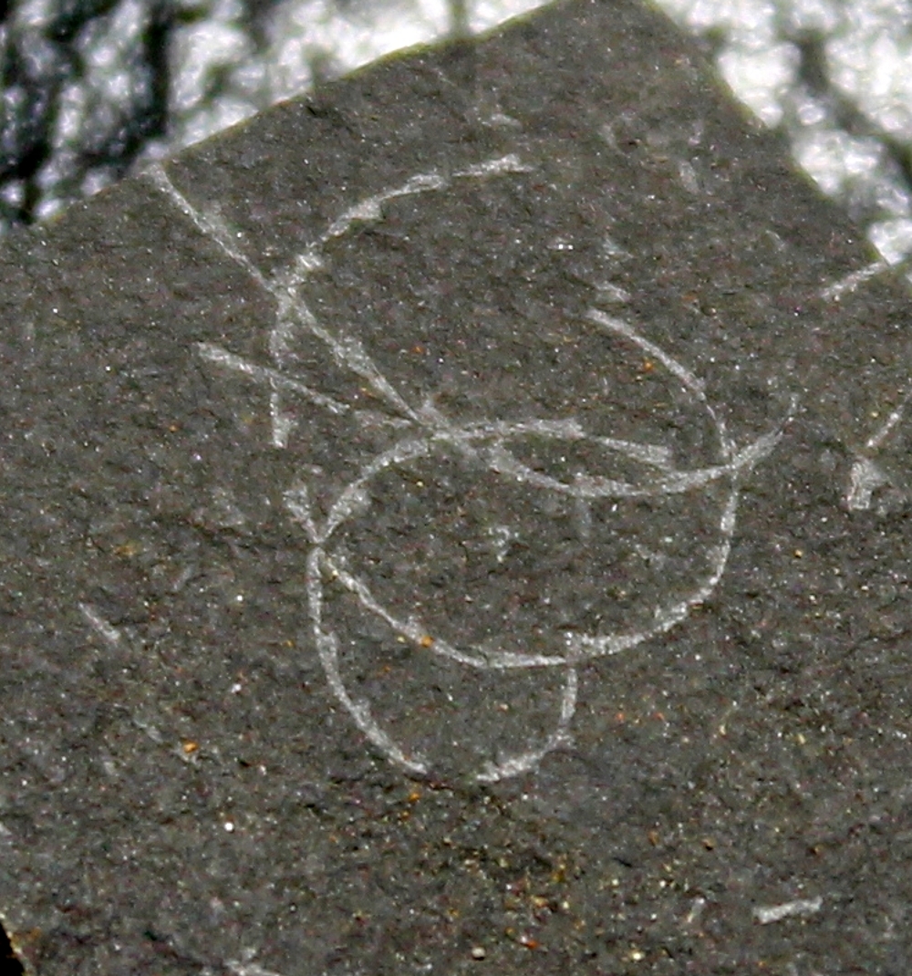  fossil groptolite  