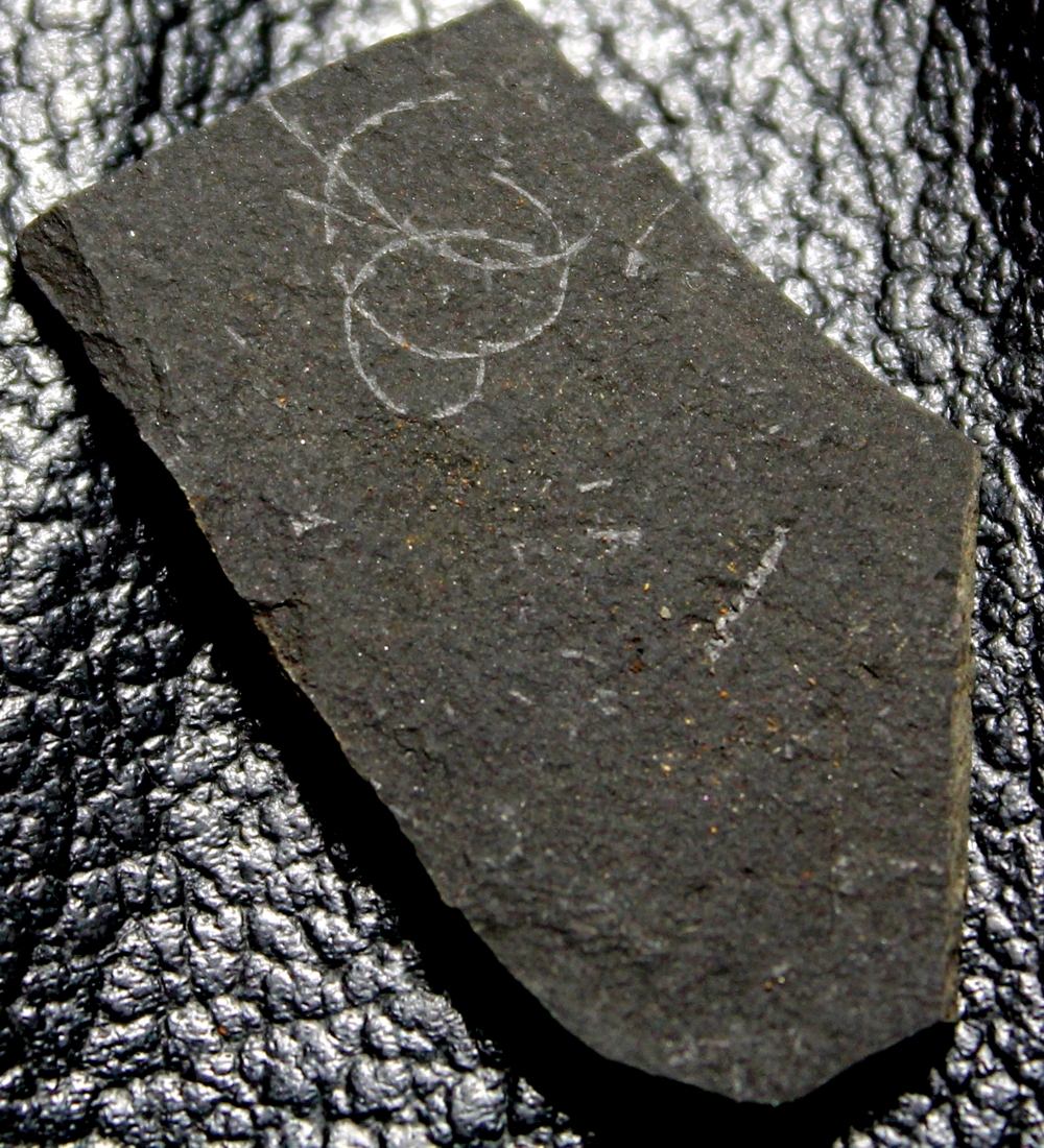  fossil groptolite  