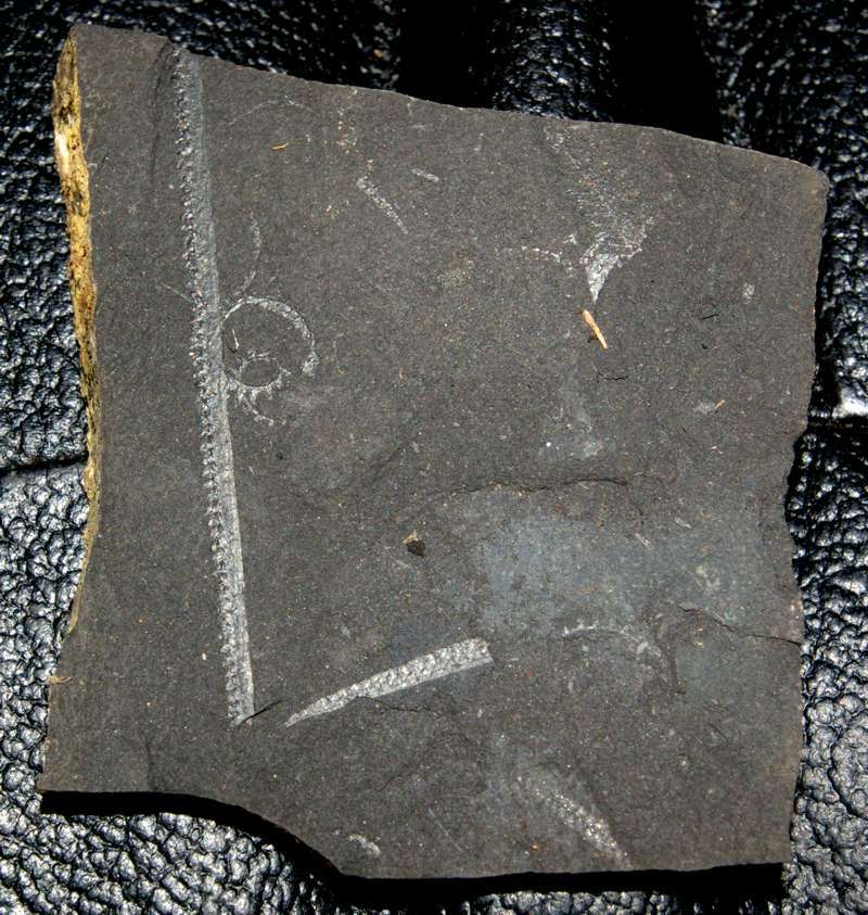 Monograptus priodon