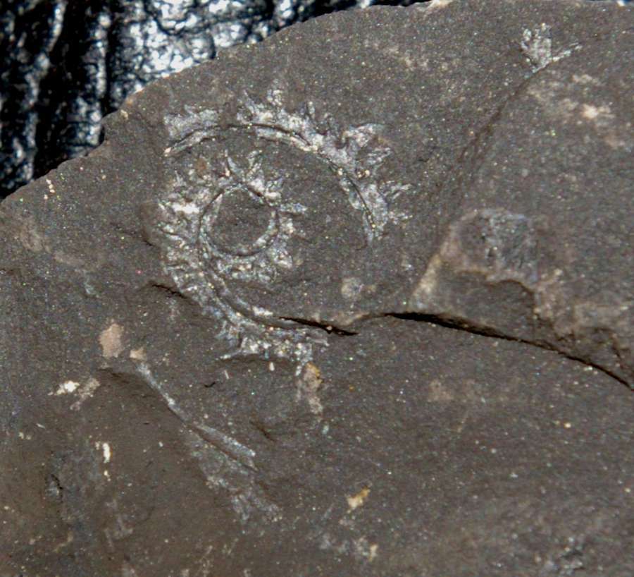 Cyrtograptus