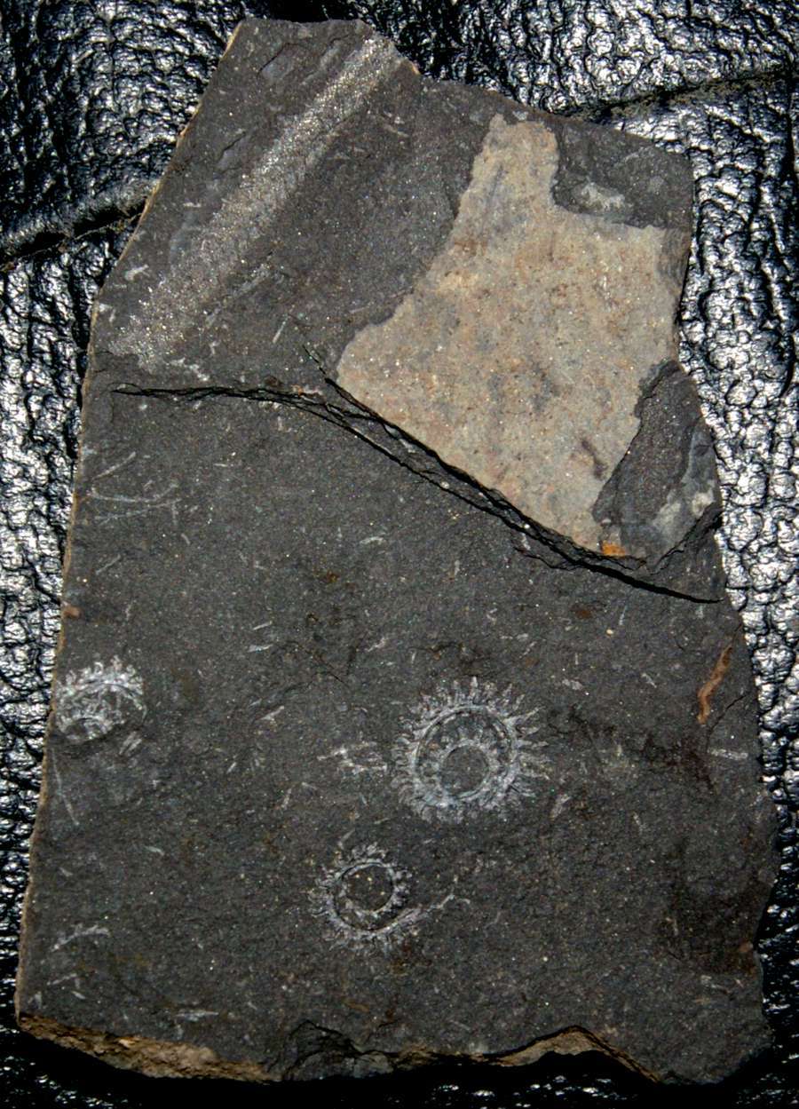 graptolite