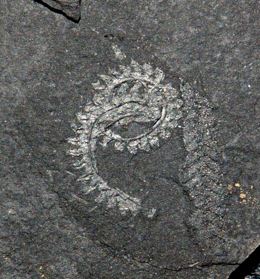 graptolites
