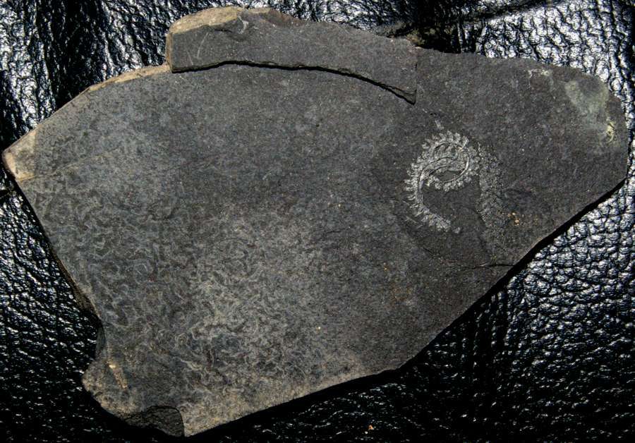 graptolite