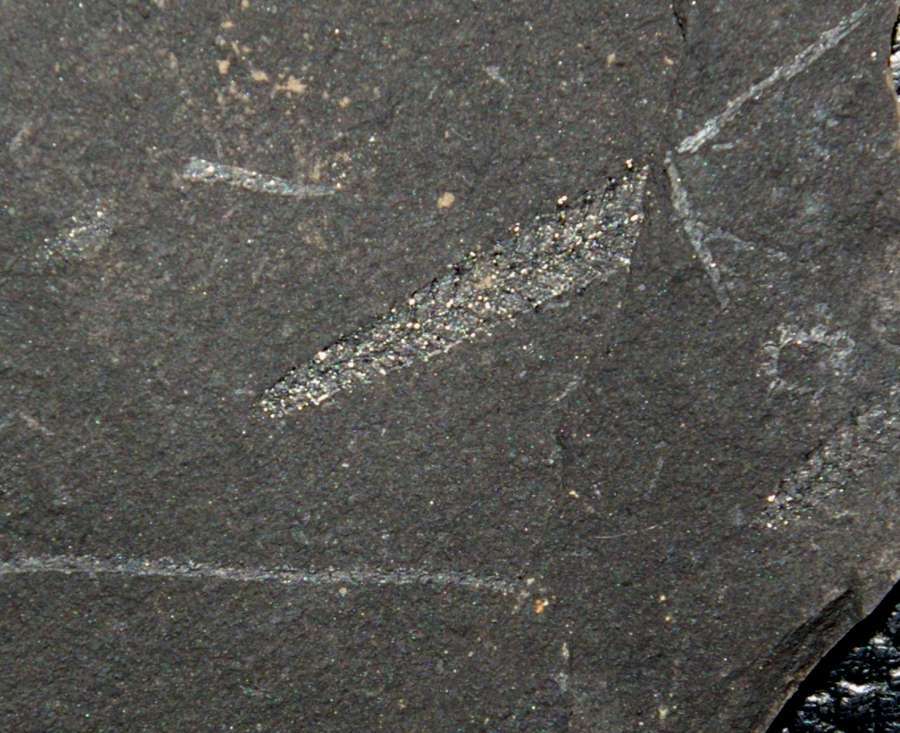 graptolites