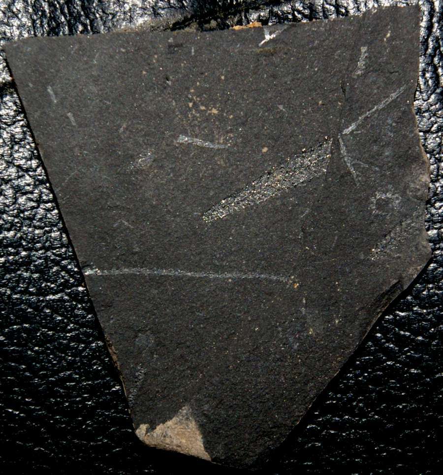 graptolite