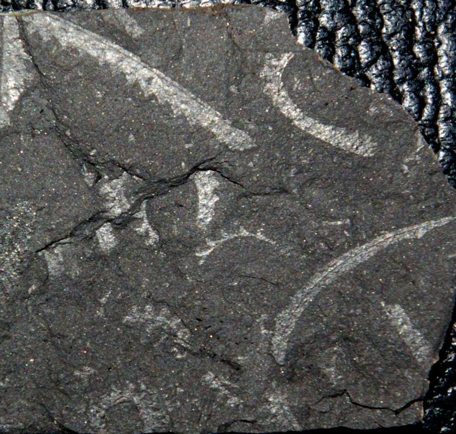 graptolites