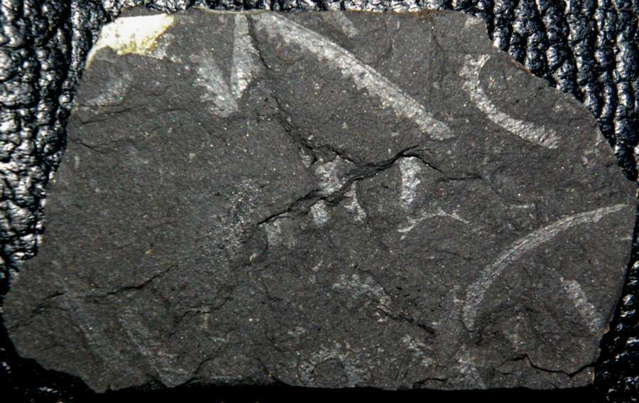 graptolite
