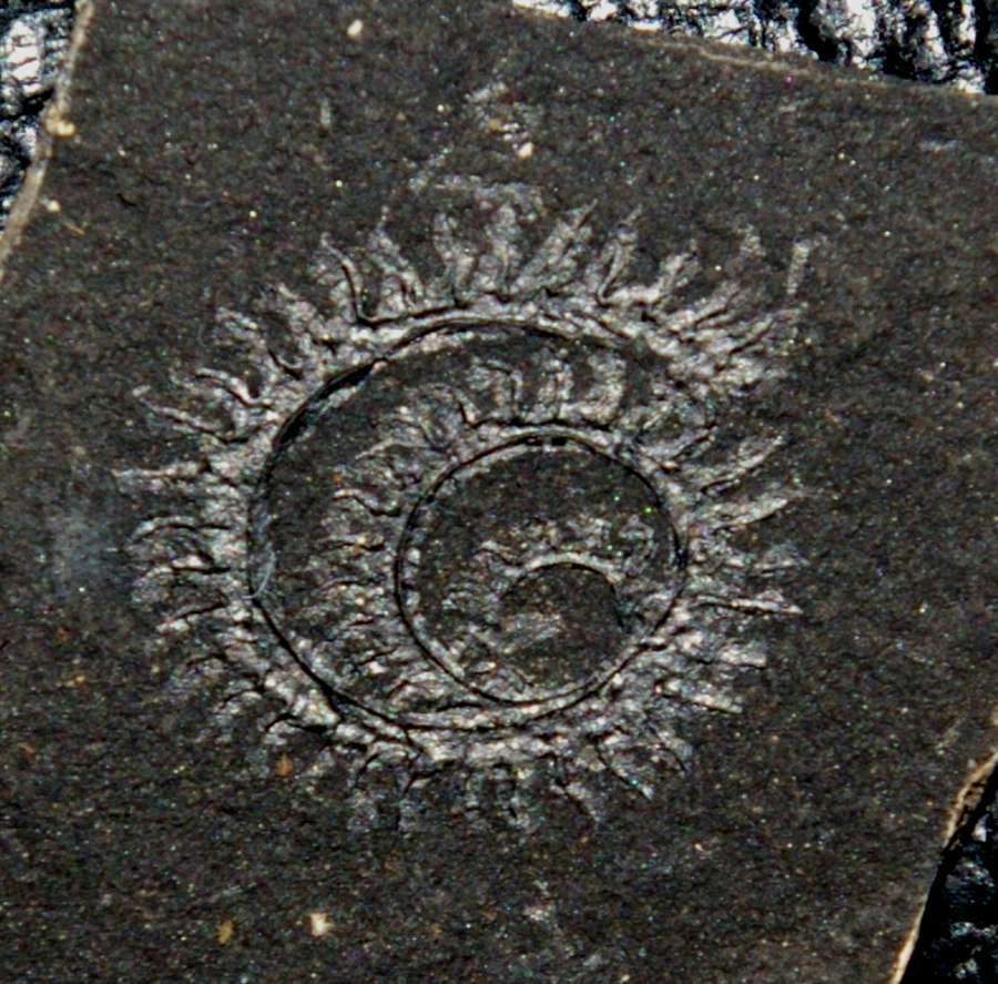 graptolites