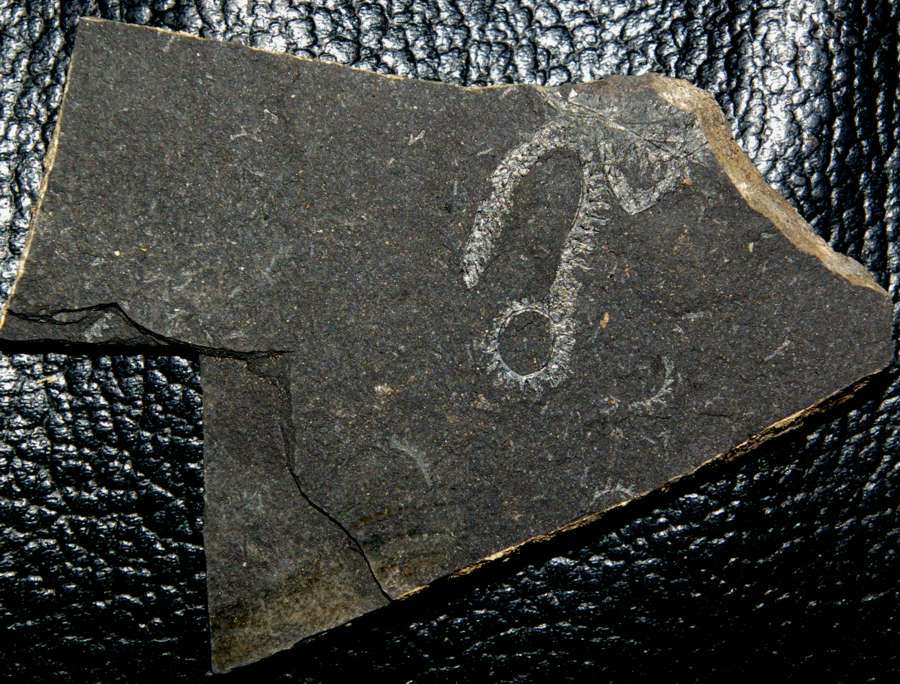graptolite