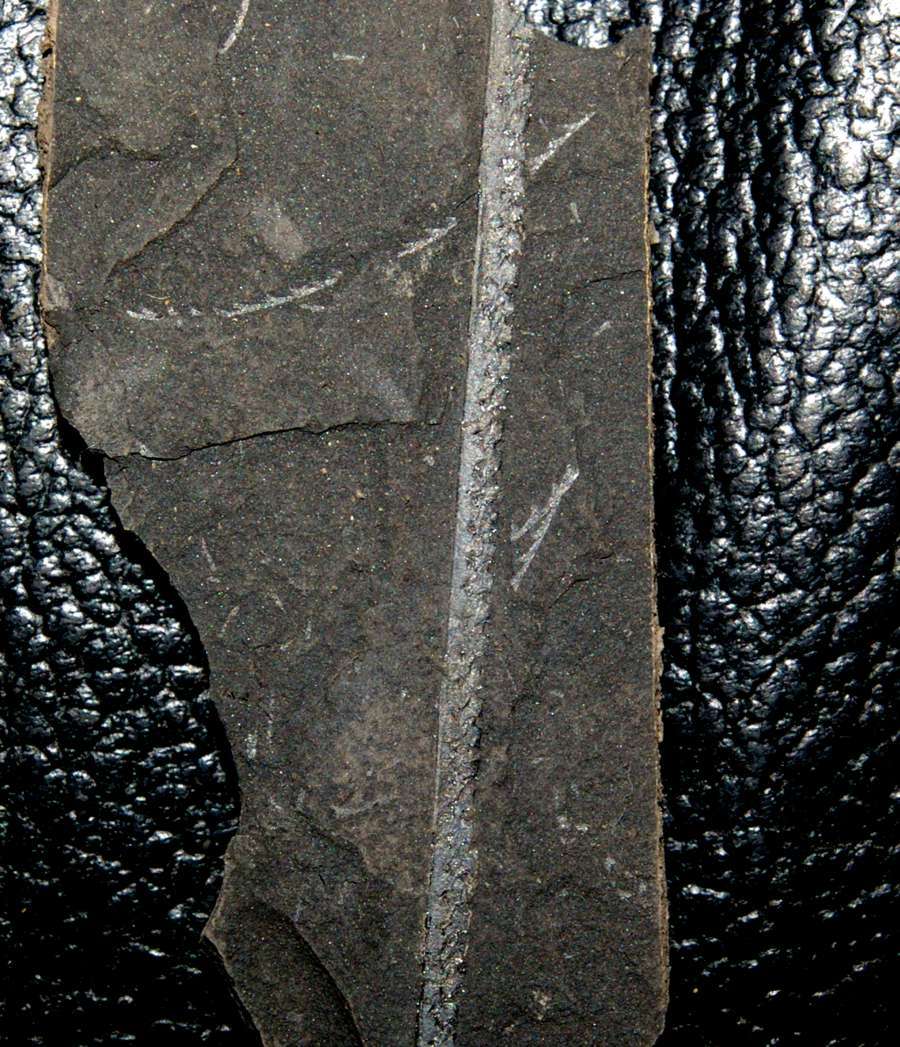 graptolites