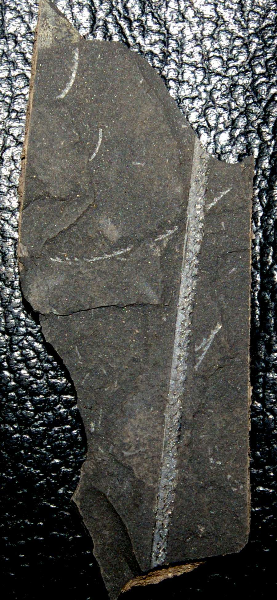 graptolite