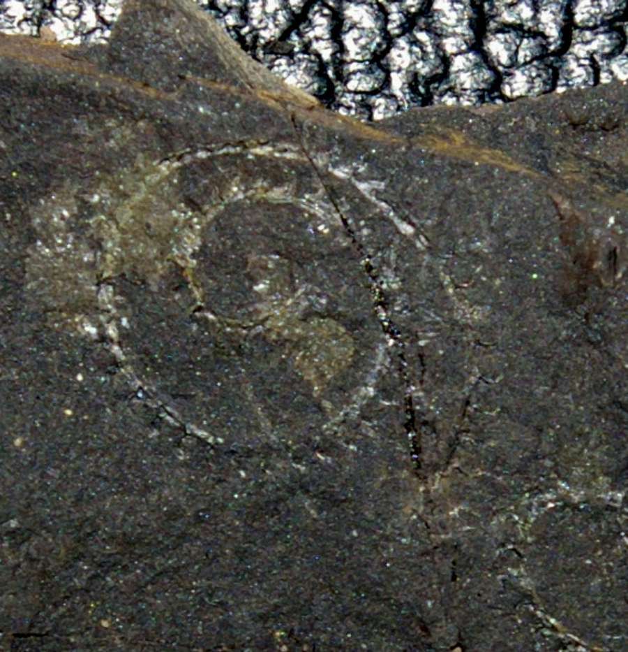 graptolites