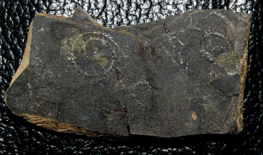 graptolite