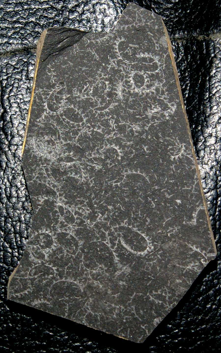 graptolites