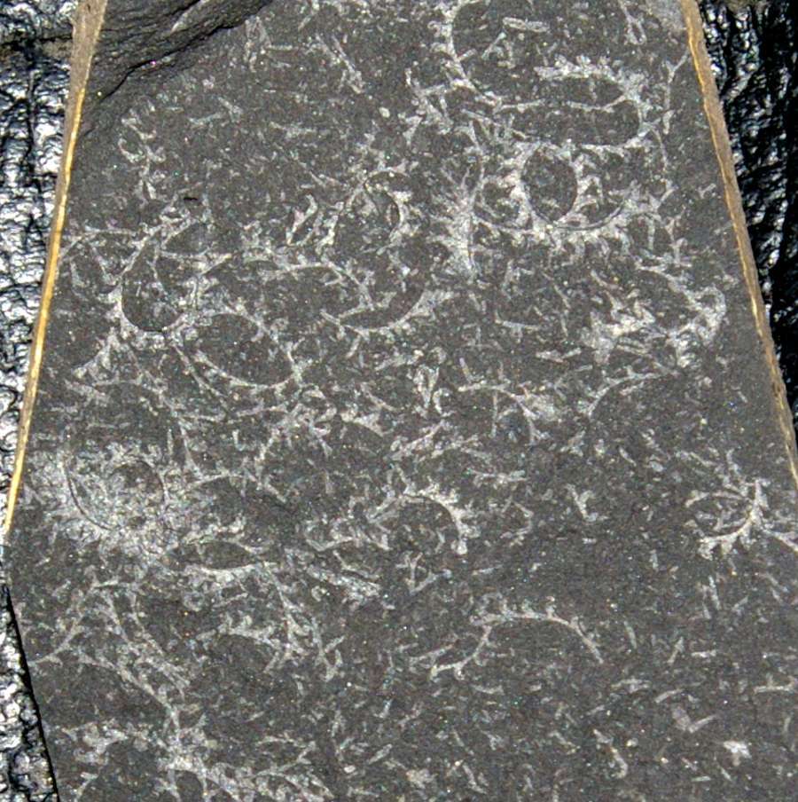 graptolite