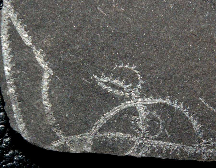 graptolites