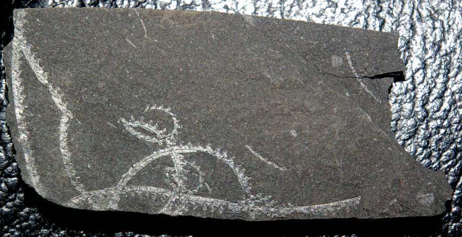 graptolite