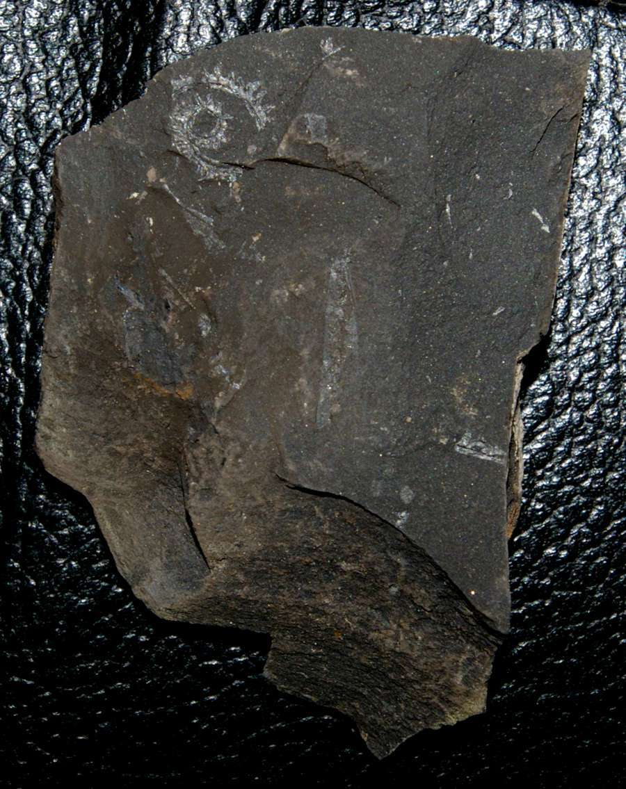 Cyrtograptus