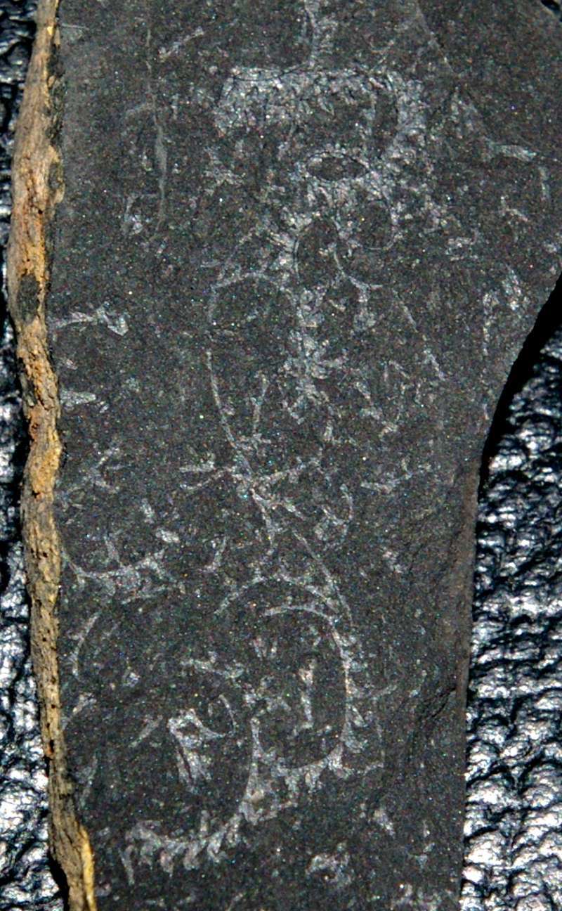 Cyrtograptus rigidus