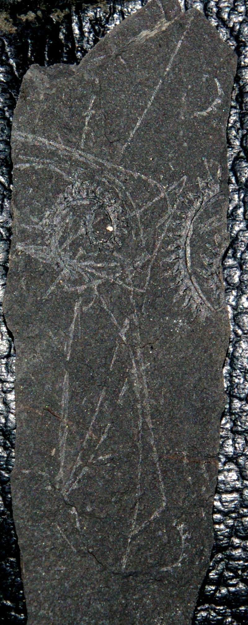 graptolites
