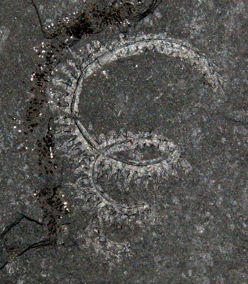 Spirograptus minor