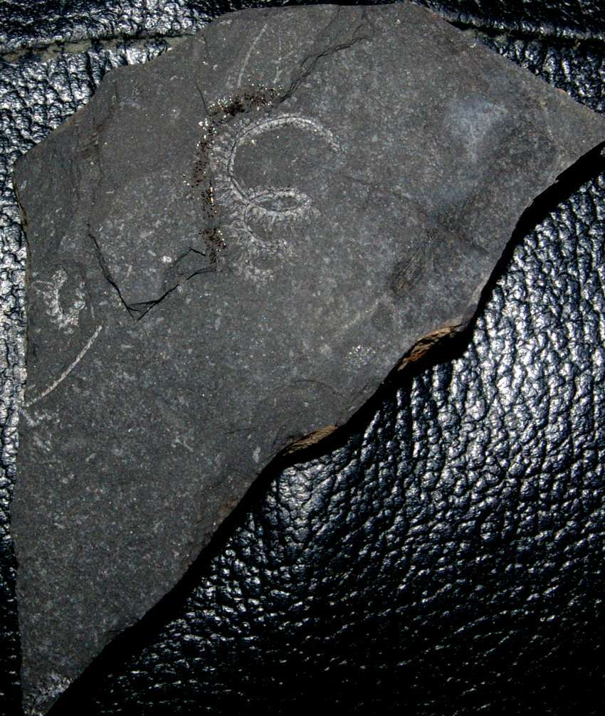 Spirograptus minor