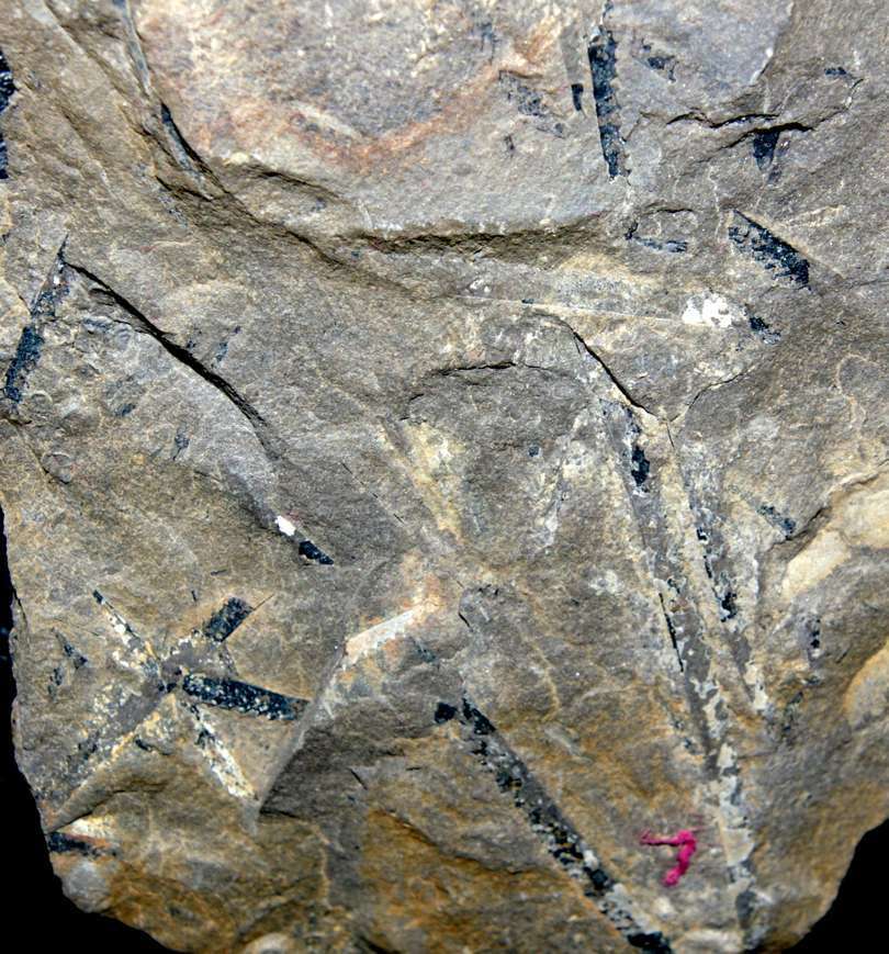 Ordovician graptolites