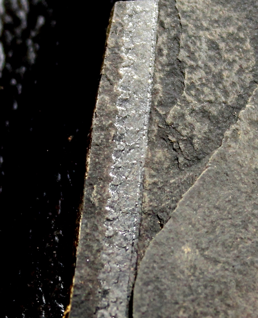 Pristiograptus dubius