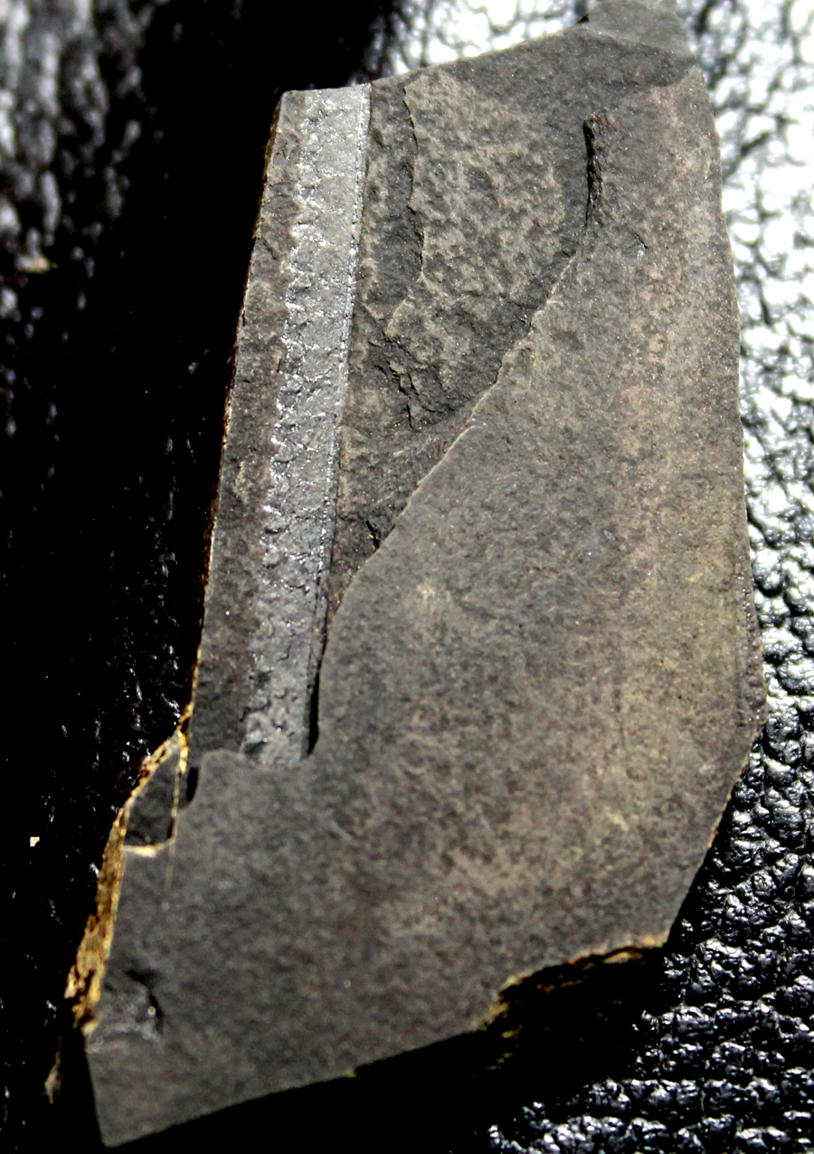 Pristiograptus dubius