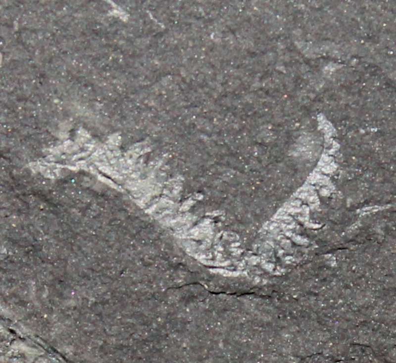 Monograptus cultellus