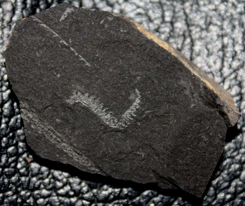 Monograptus cultellus