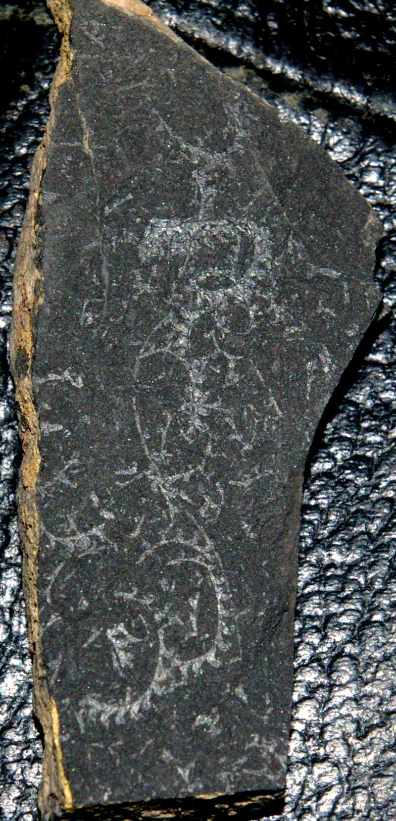 Cyrtograptus