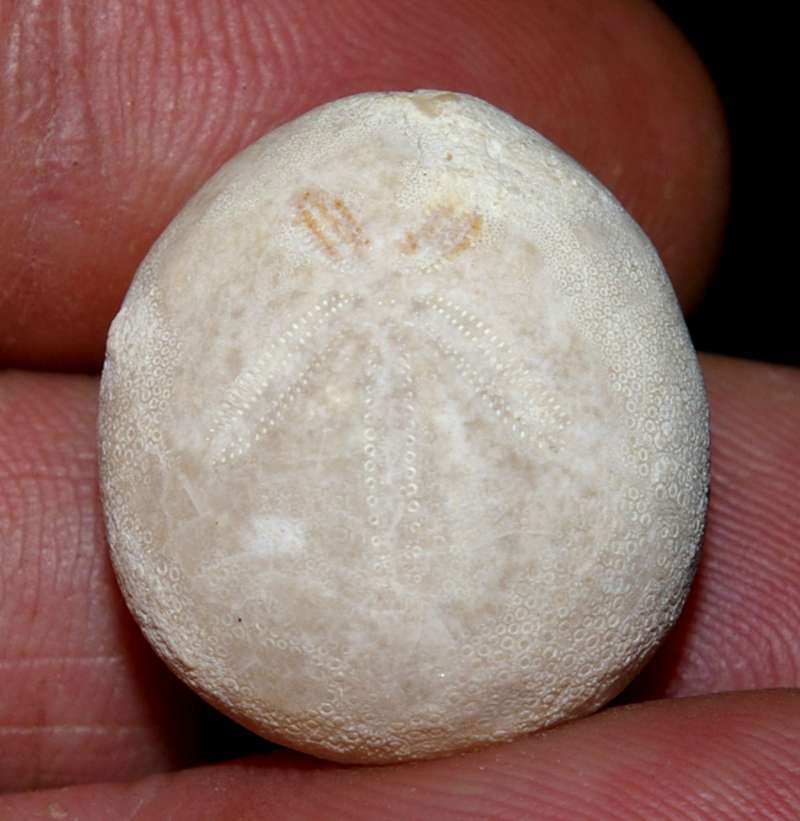 Hemiaster Bolbaster prunella