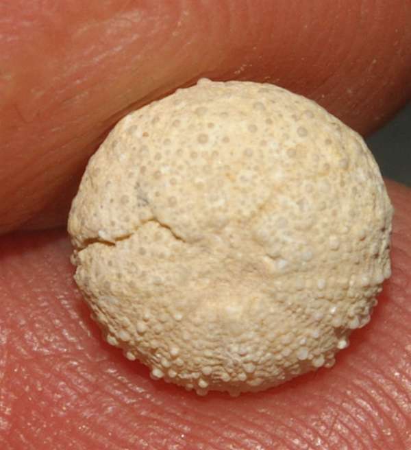 Fossils echinoids Psammechinus dubius