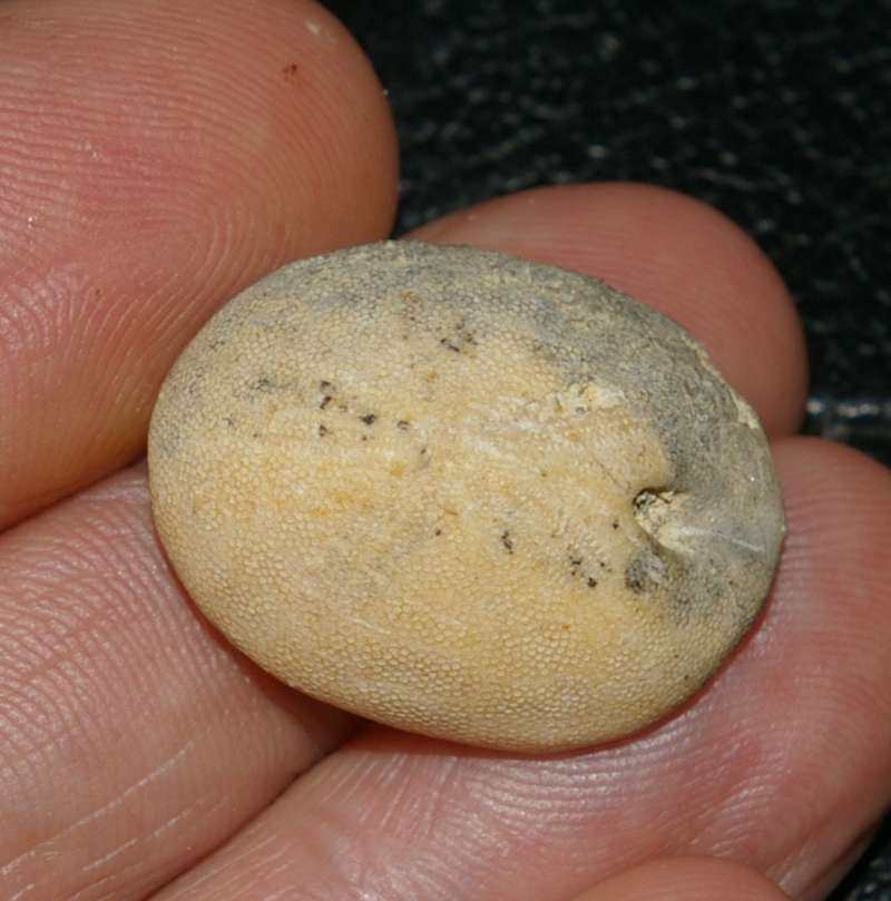Australanthus florescens