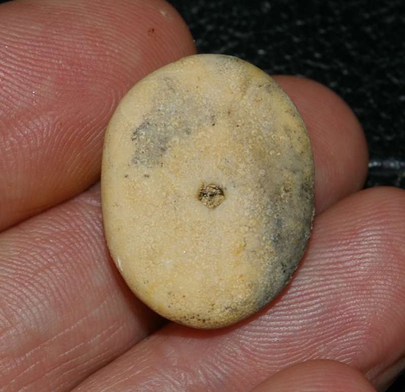 oligocene fossil echinoid