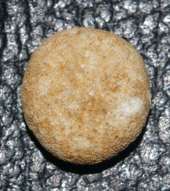 Sismondia occitana