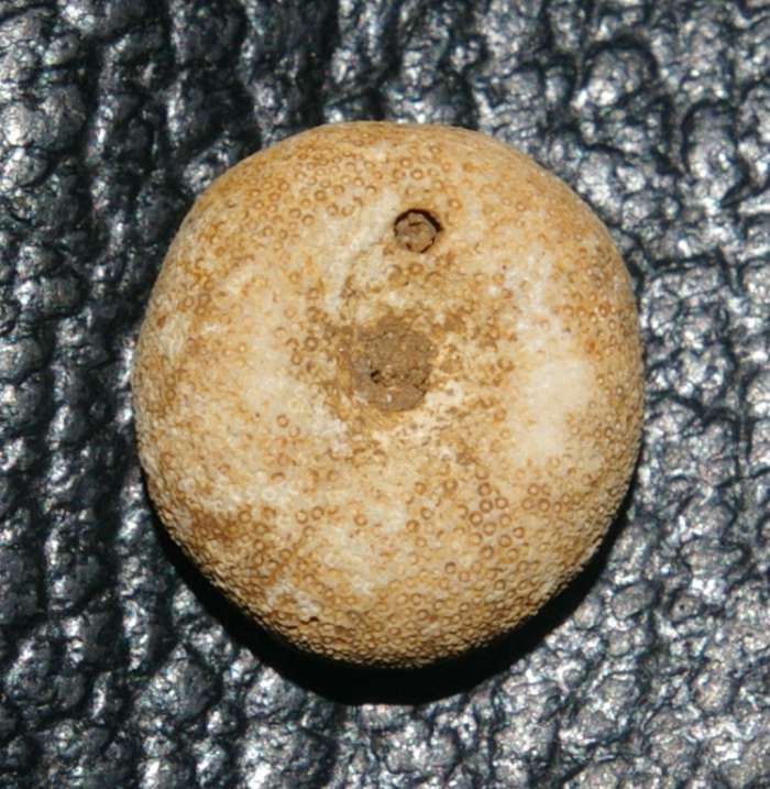 Sismondia occitana