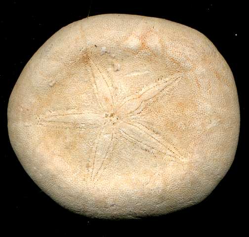 Sismondia aegyptiaca