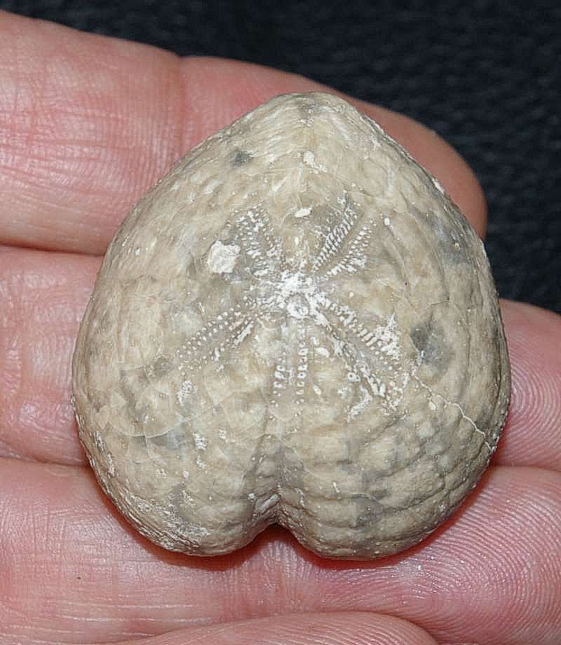 Micraster glyphus
